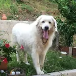 B&B Il Melograno In Costa D'amalfi 3*