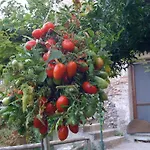 Il Melograno In Costa D'amalfi B&B 3*
